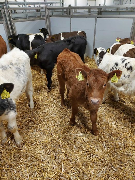 Cielaki polskie Radzyń Podlaski BYCZKI I JAŁÓWKI
