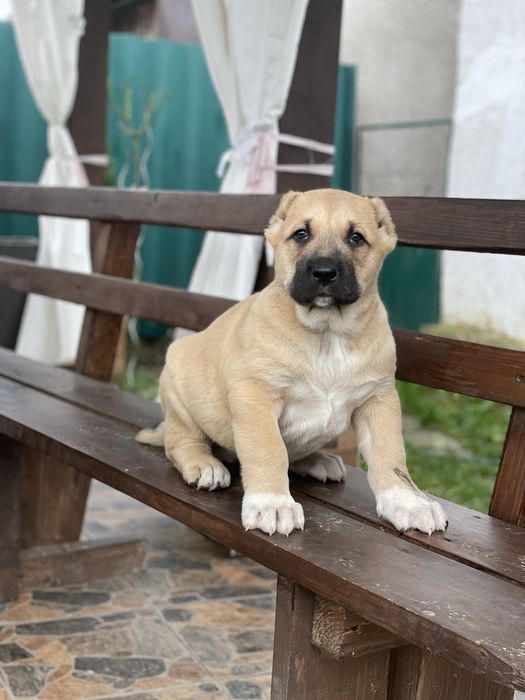 Цуценята алабая.