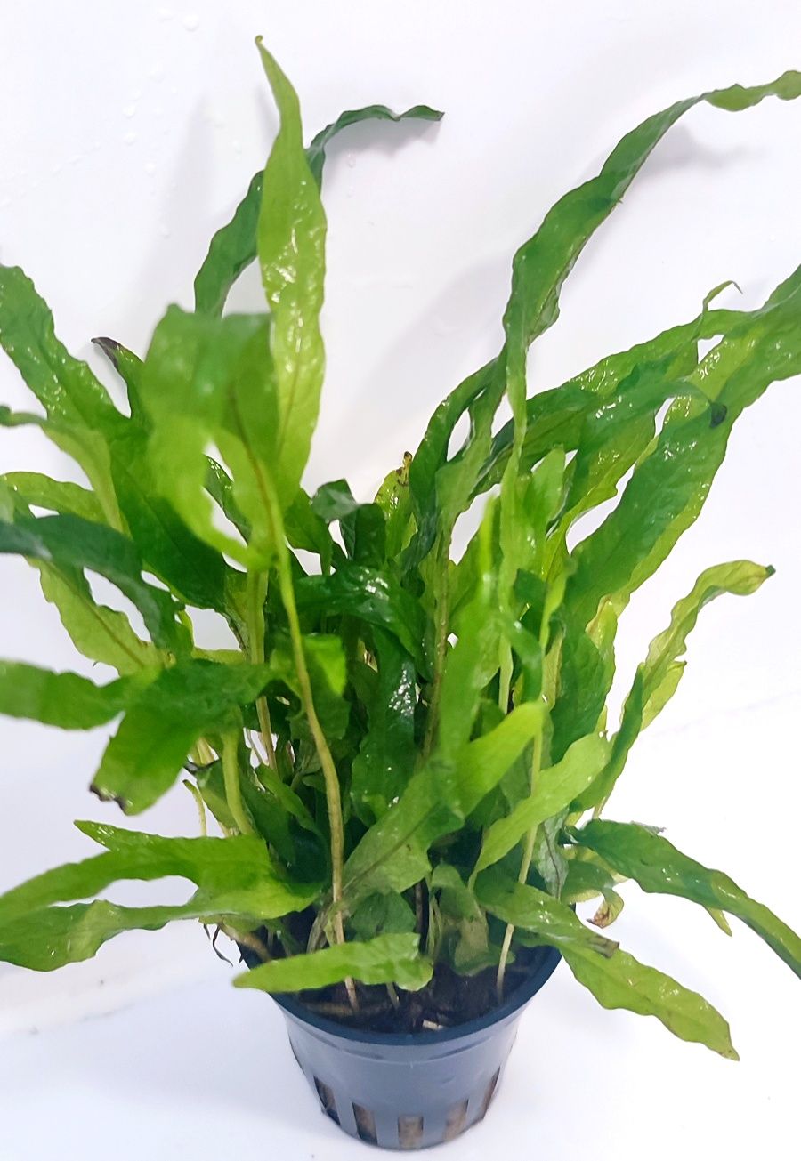 Microsorum Pteropus Ozdoba Rośliny Akwarium Wysyłka Krewetkarium