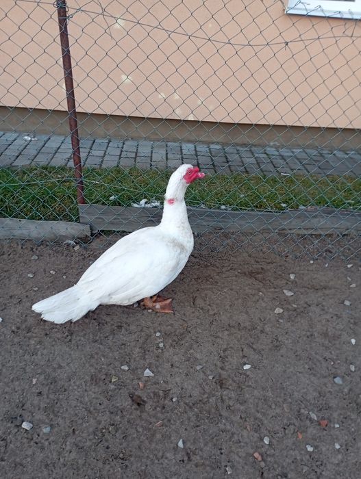 Качки важка лінія молодняк