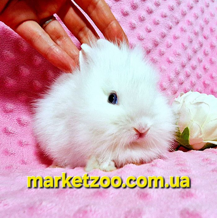 Міні кролик Lionhead біленька дівчинка міні карликовые кролики карлико