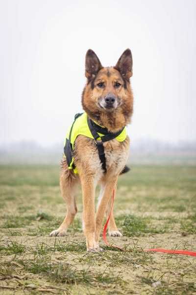 Posłuszny Axel owczarek pilnie szuka domku