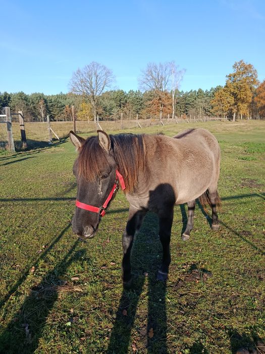 Konik Polski dopłatowy