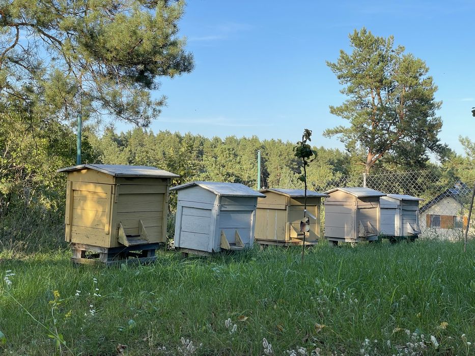 Ule pszczele (z rodzinami)