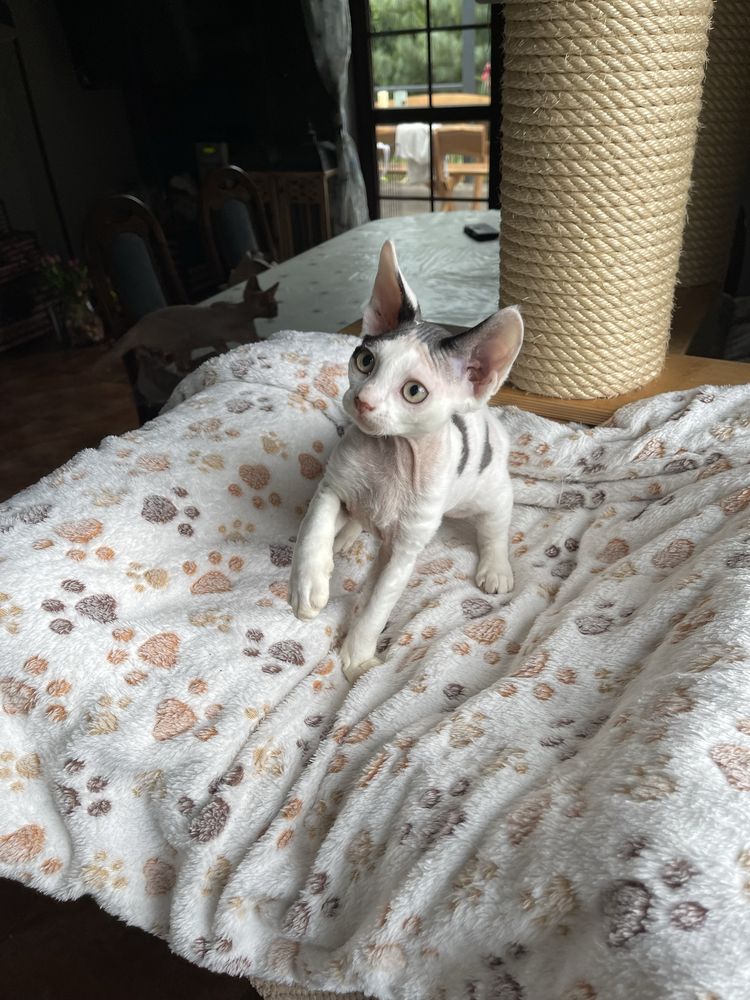 Devon rex kocurek , rodowod FPL /FIFE