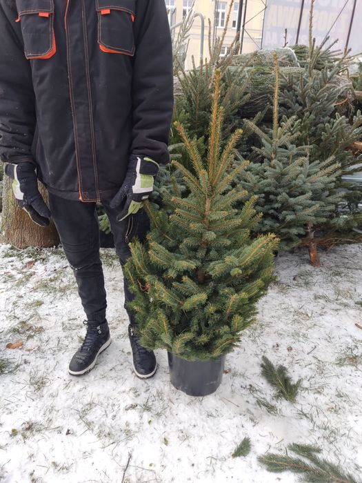 Świerk srebrny i zwyczajny