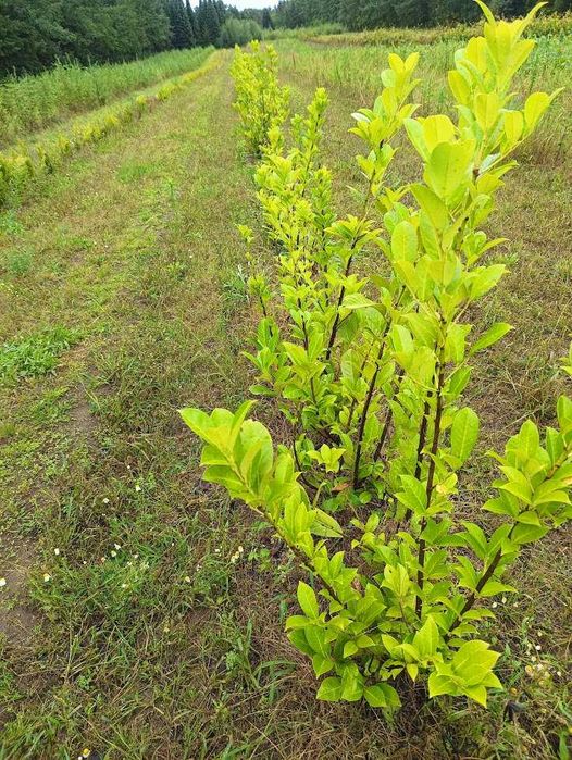 Laurowiśnia rotundifolia 80 cm 120 cm