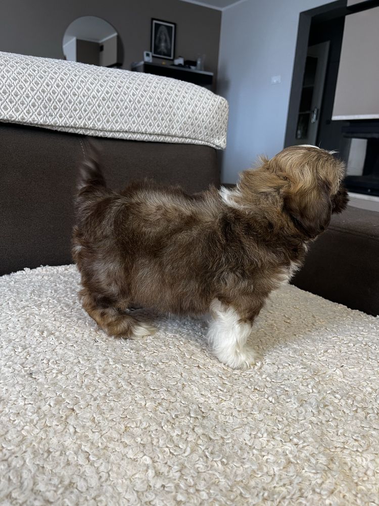 Piękny Piesek Shih Tzu Gotowy Do Odbioru