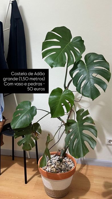 Plantas com Vaso (Costela de Adão, Mostera, etc)