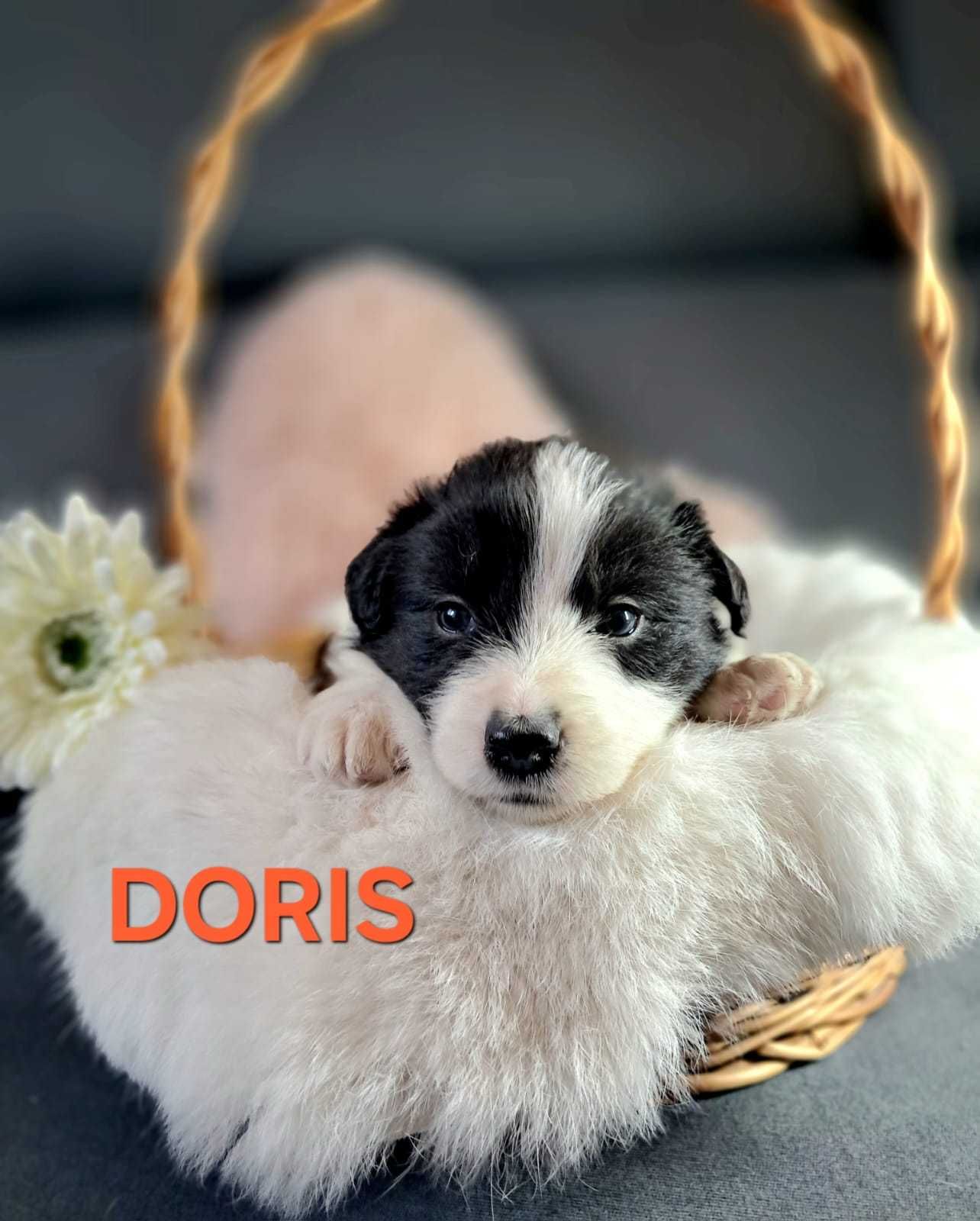 Suczka Border collie. DORIS