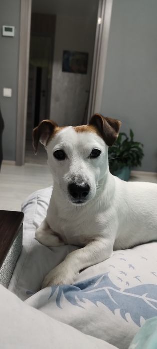 Кобель Джек Рассел в'язка.