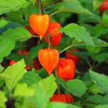 Miechunka Rozdęta (Physalis franchetii) Czerwone Lampiony 2.0L