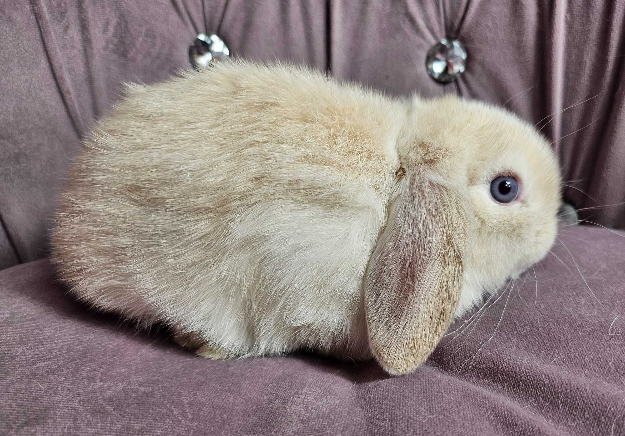 Króliki Mini Lop LIKWIDACJA HODOWLI hodowle zarejestrowane