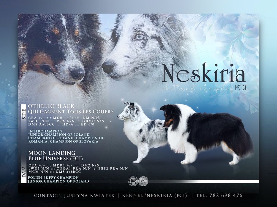 Owczarek szetlandzki sheltie