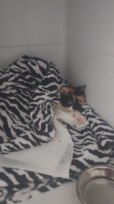 Gata para adoção responsável