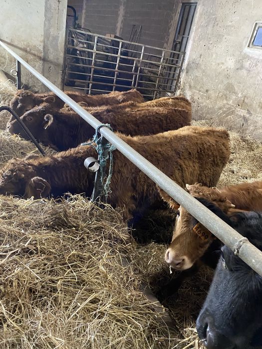 Vitelos cx de Limousines