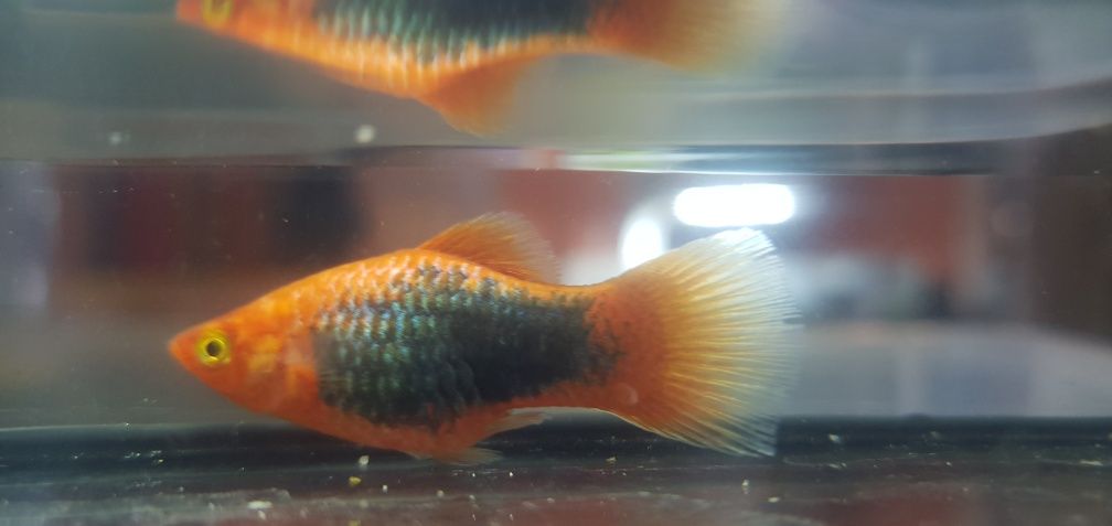 Platki tuxedo i bumble