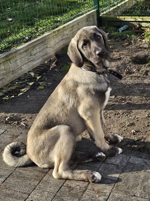 Kangal chlopiec FCI