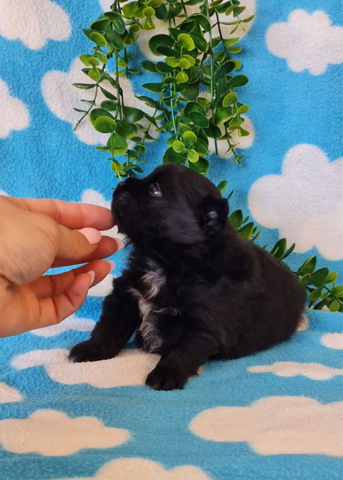 Excelente menina Lulu da Pomerânia/ Spitz Alemão Anão de Qualidade