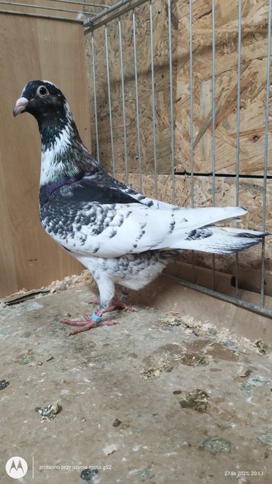 Pencil pencile samce samice