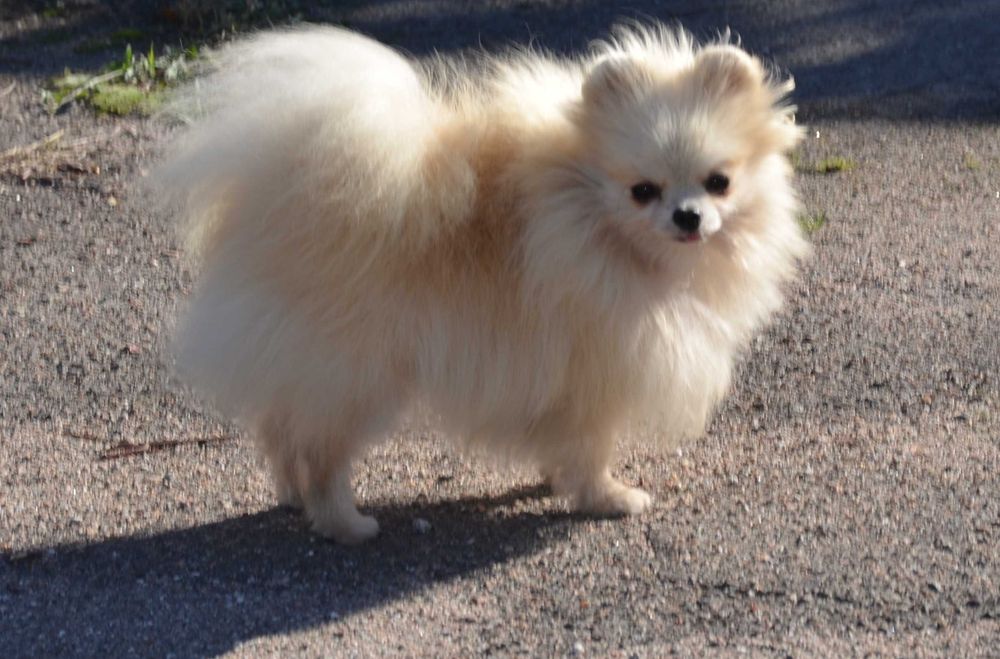 Мини девочка в семью.