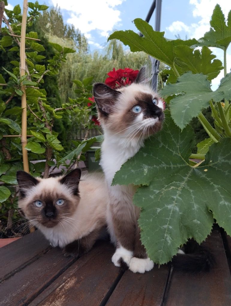 Kotek Ragdoll Ragdolle