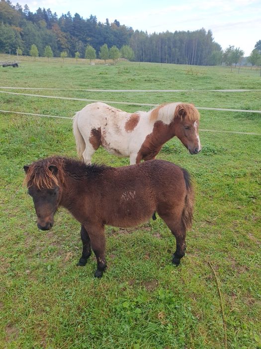 Kuc, kucyk, ogierek sprzedam