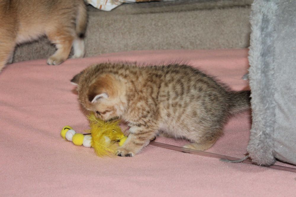 Поціновувачам маляток золотой шиншилли