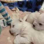 West Highland White Terrier-wolny piesek