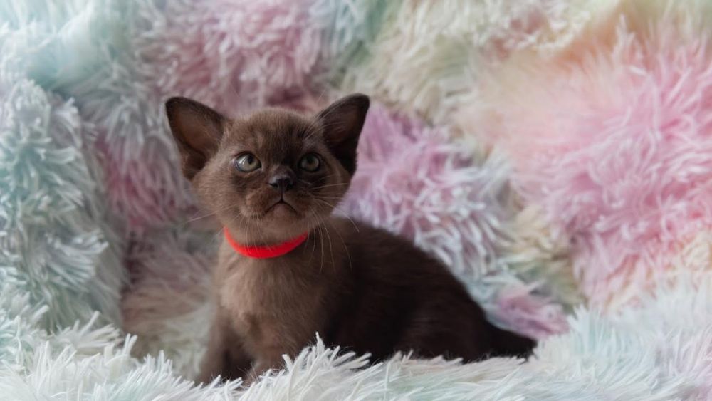 Бурма- Европейская и Американская