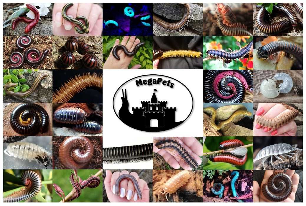 Olbrzymi Archispirostreptus gigas Wije Isopody Stonoga Ślimak Ekipa