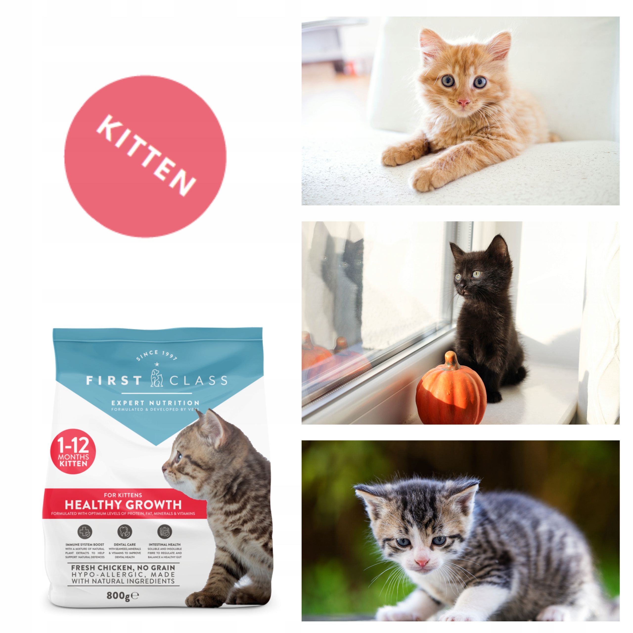 First Class kitten bezzbożowa karma sucha kurczak 800g