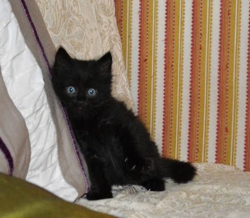 Кошенята у добрі руки