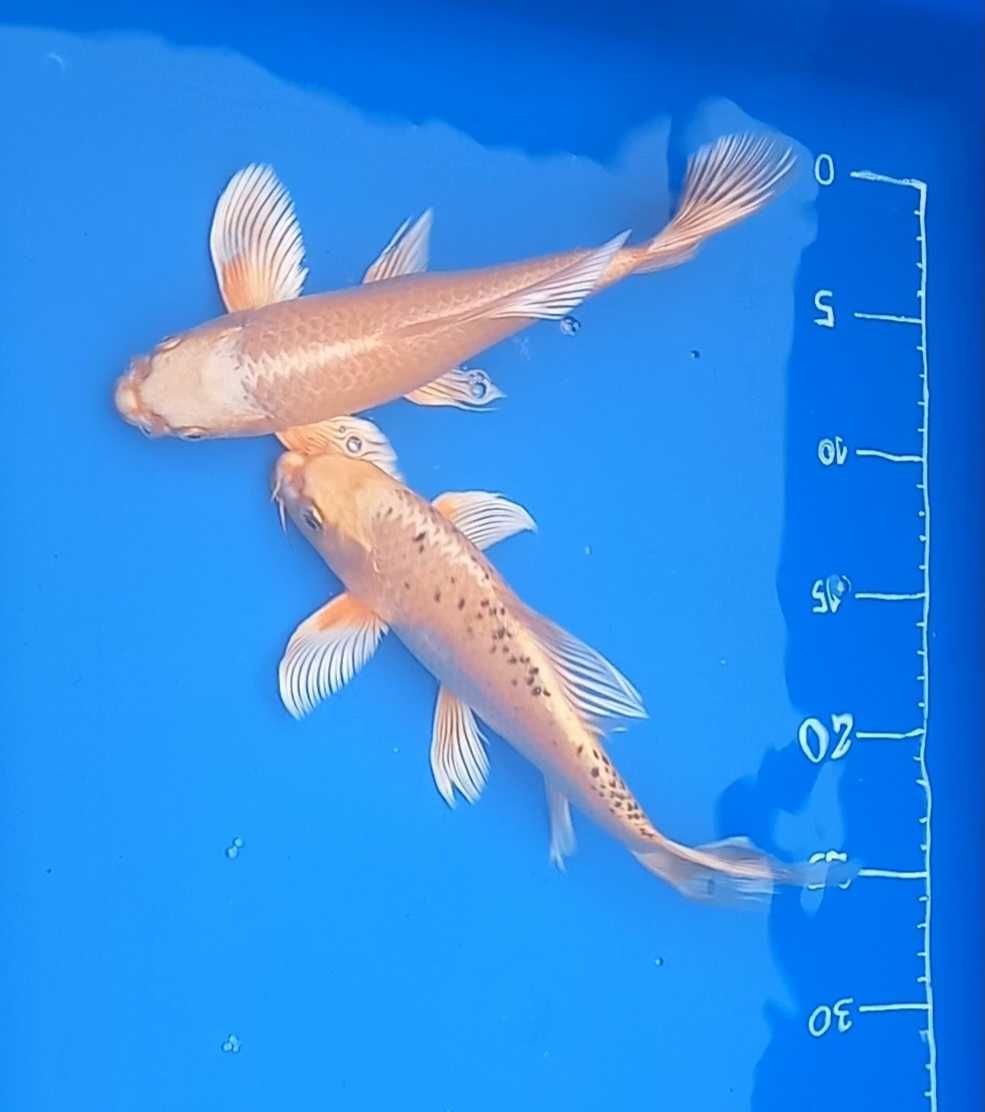 Karpie Koi Butterfly Long Fin oczko wodne ryby do stawu wysyłka