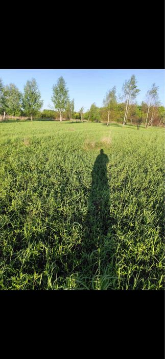 Działka rolna 1,43 ha - Wierzbiny, 8 km od Sandomierza