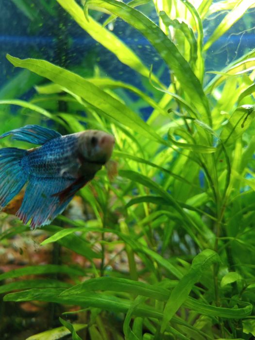 Bojownik rybka oddam