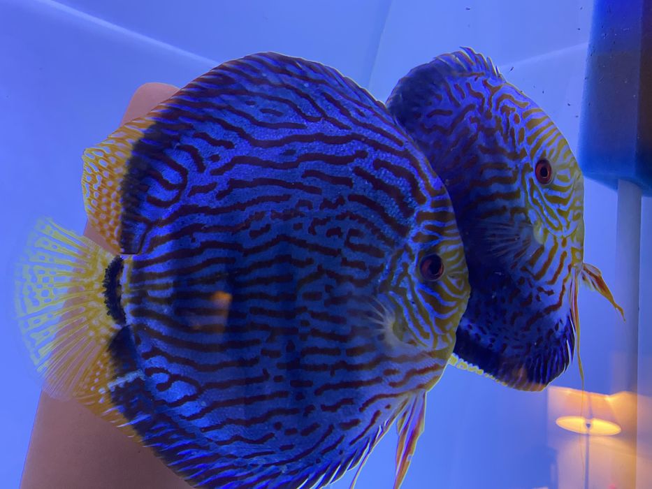 Paletki Red turkus linia Piwowarski dyskowce własna hodowla 7 cm