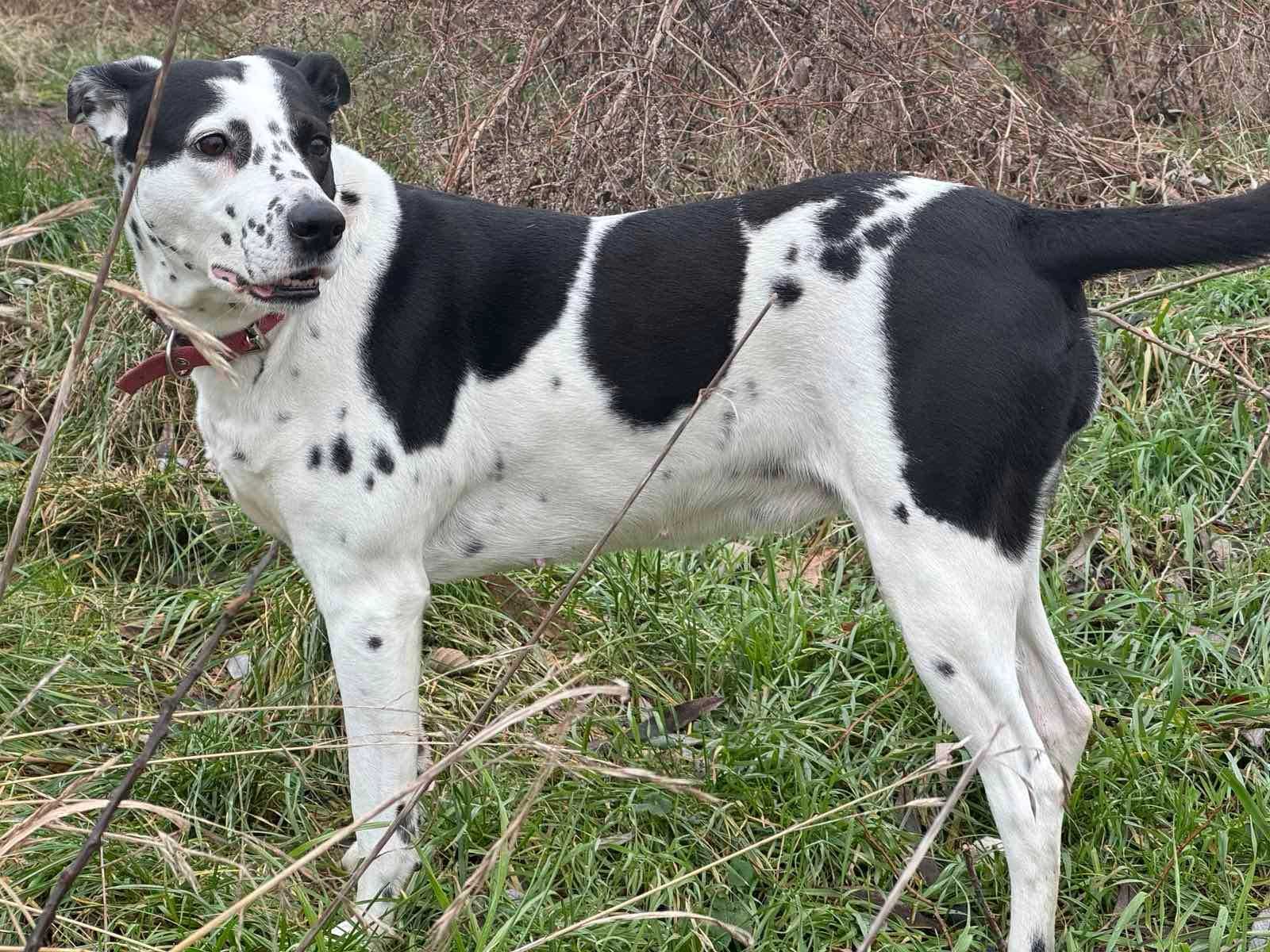 Szczeniaki w dobre ręcę