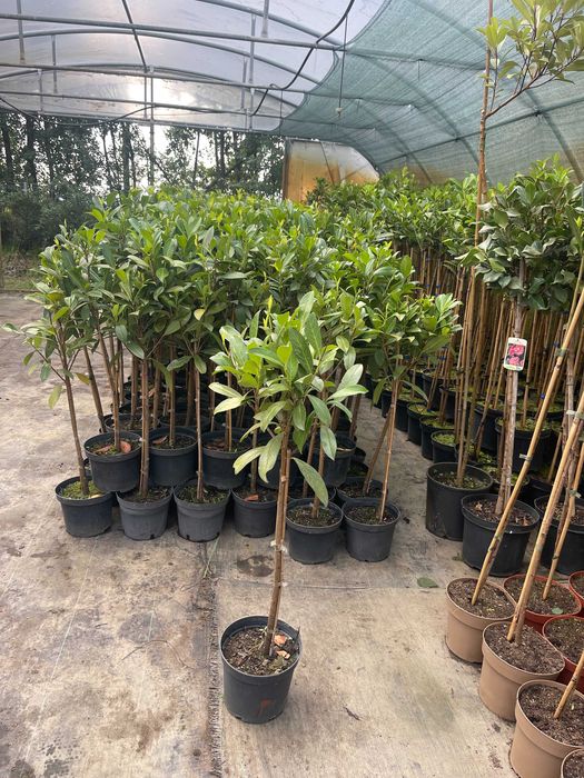 Laurowiśnia Caucasica na Pniu 100 cm 95 zł