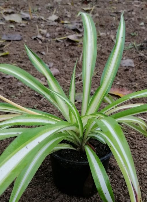 Clorofito - planta em vaso