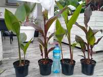 Canna musifolia rubra (bordowa i zielona)