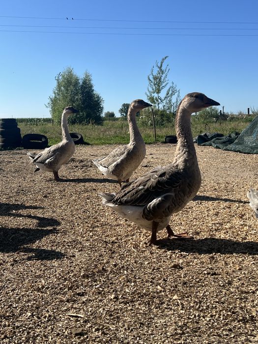 Gęsi Gąsiory ubite i żywe 2025