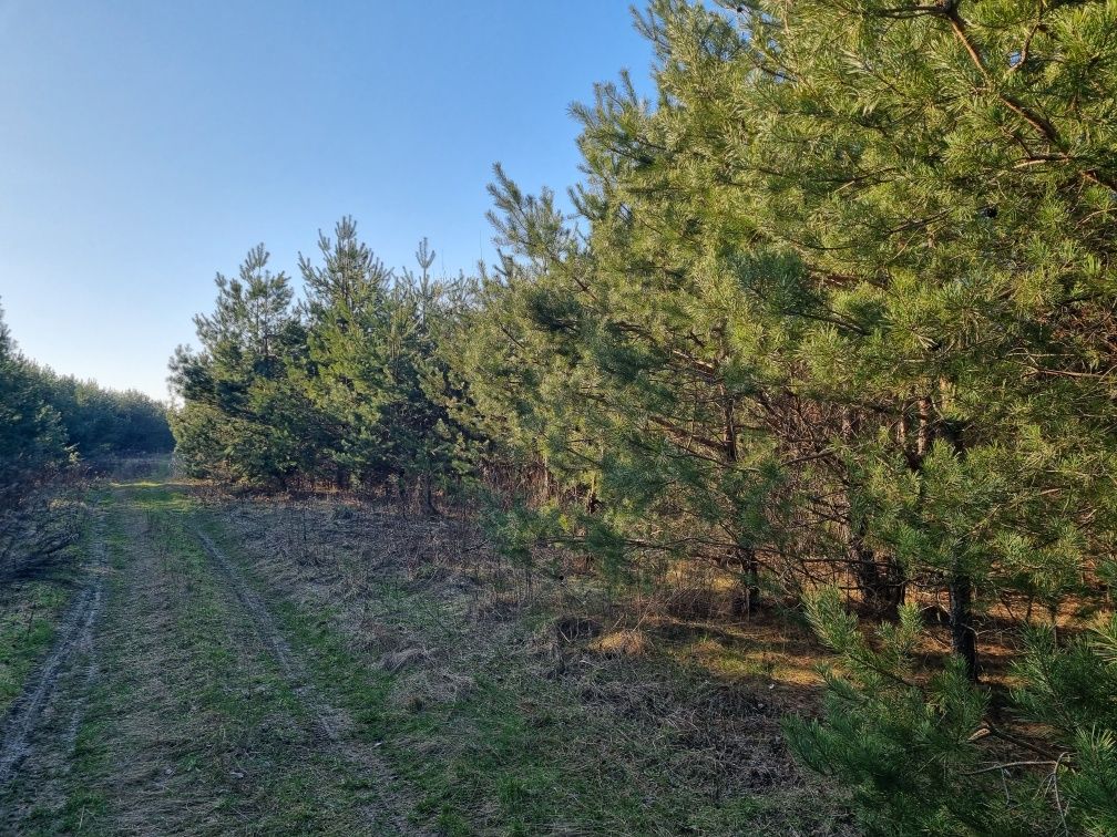 Лісовий пай 2.3га під котеджне містечко Прилуцьке