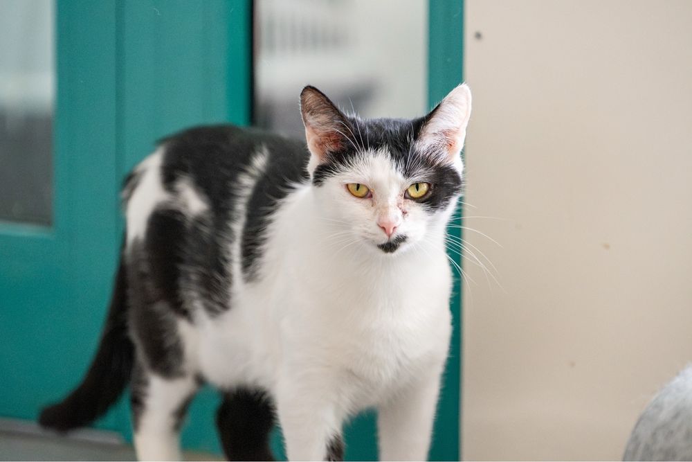 Tyfona - kotka czekająca na adopcję