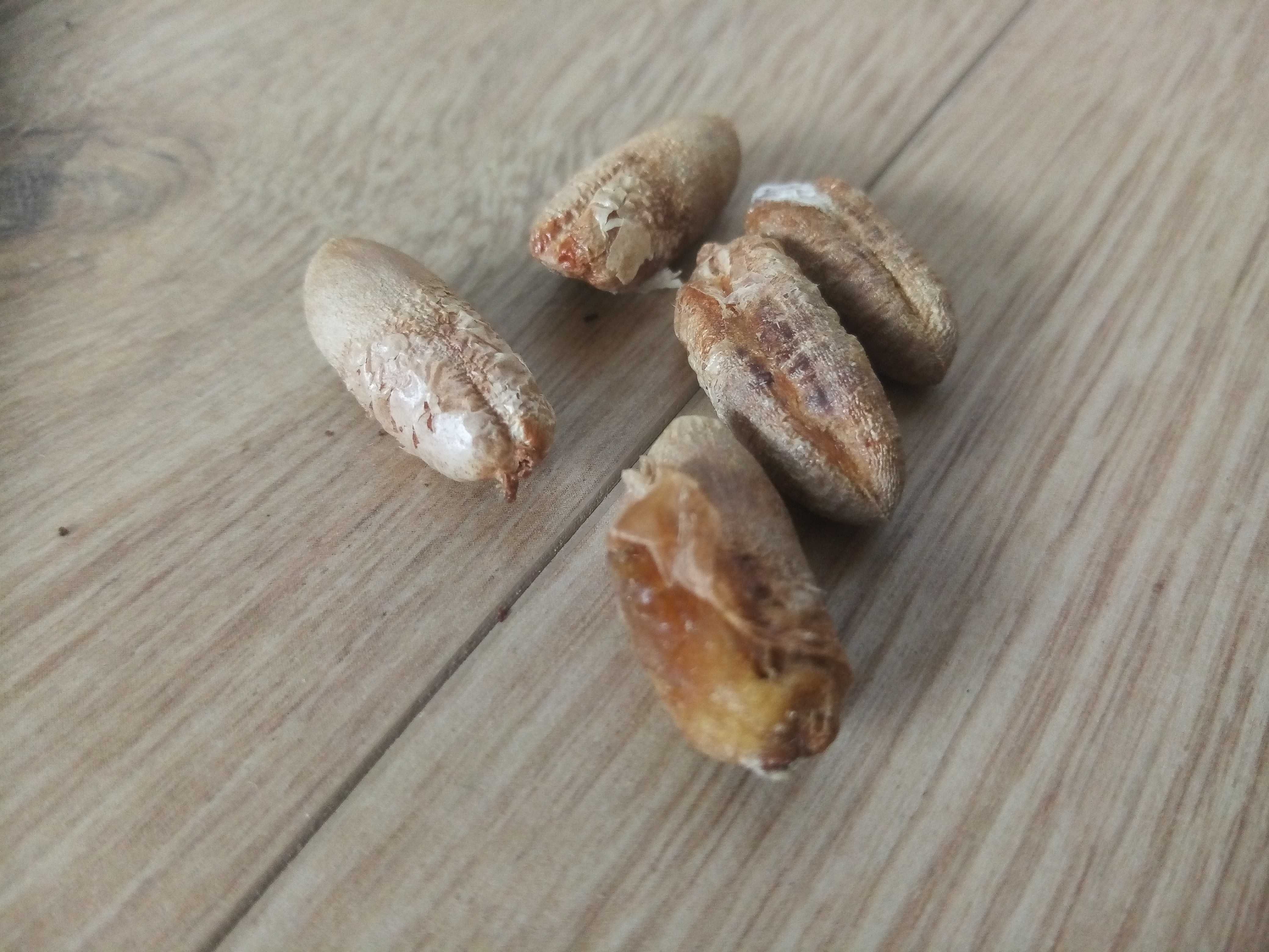Phoenix dactylifera  palma daktylowa daktylowiec, świeże z Maroko