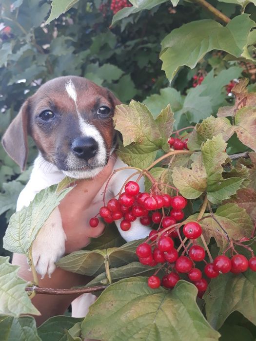 Прелестная Красотка Джеки