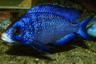Білогубий дельфін Placidochromis Mdoka Цихліди Малаві