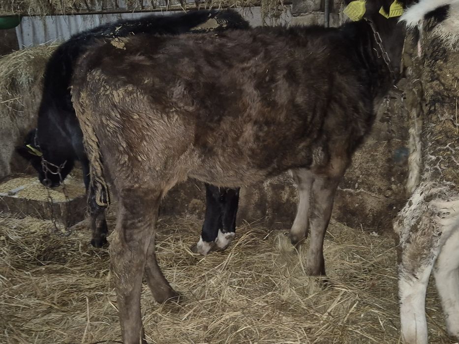 Sprzedam  cielaki byczki I jalowki