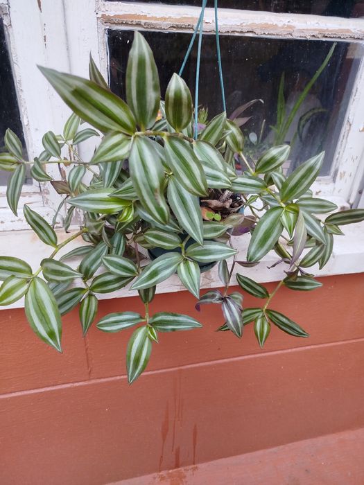 Planta natural trepadeiras Tradescantia