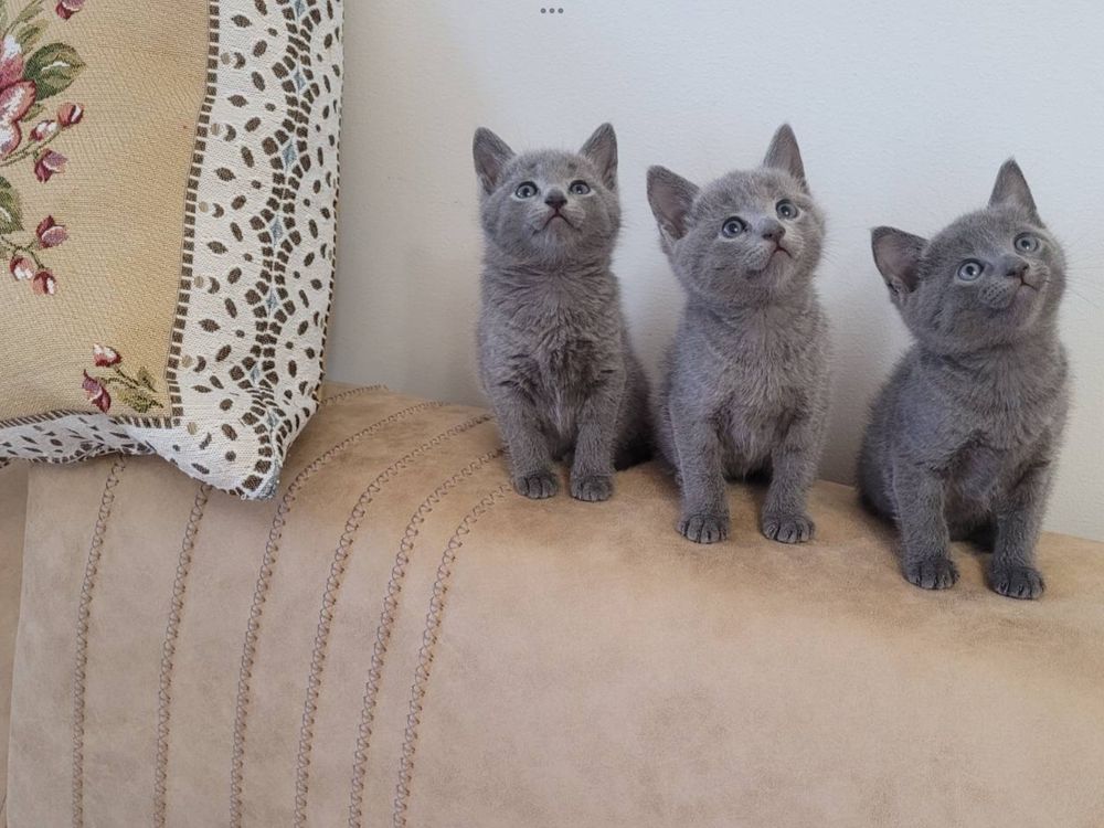 Кошенята, котята порода російська блакитна, чистокровні